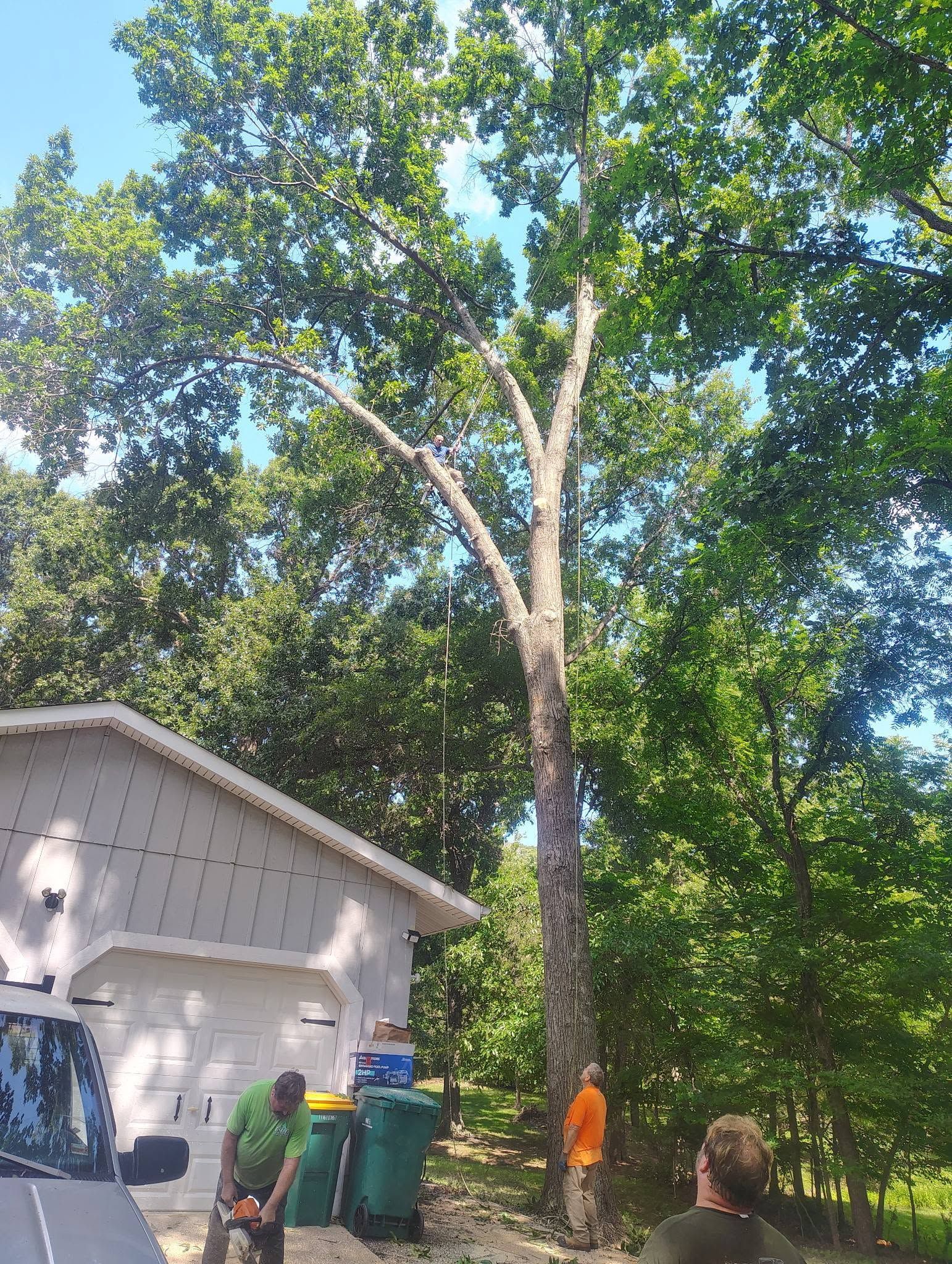 Tall tree beside a house, with a person in orange near the trunk and trash bins in the yard.