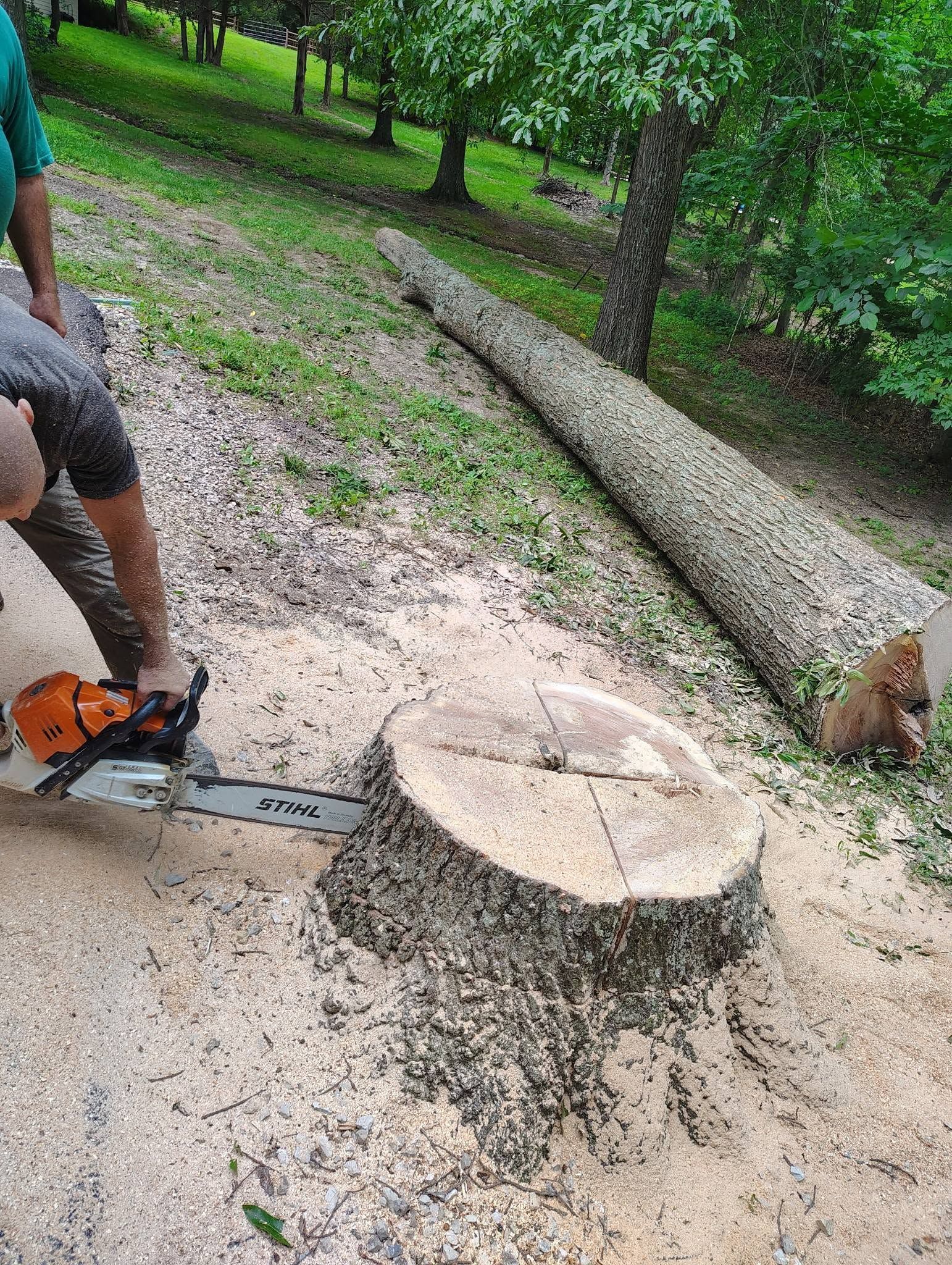 Person using a chainsaw to cut a large tree stump on a wooded path, with a dog nearby