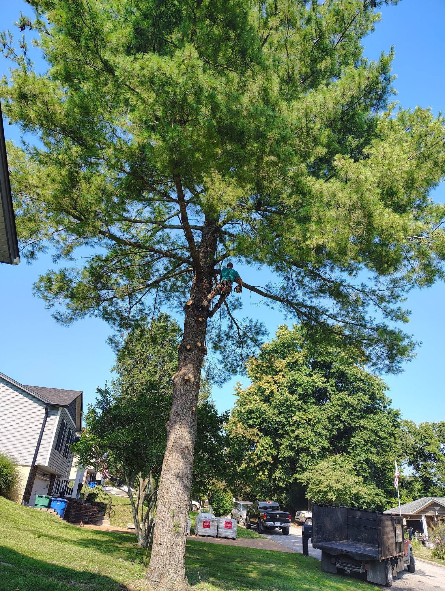 Tall leafy tree in a residential yard under a clear blue sky, with houses and parked vehicles nearby