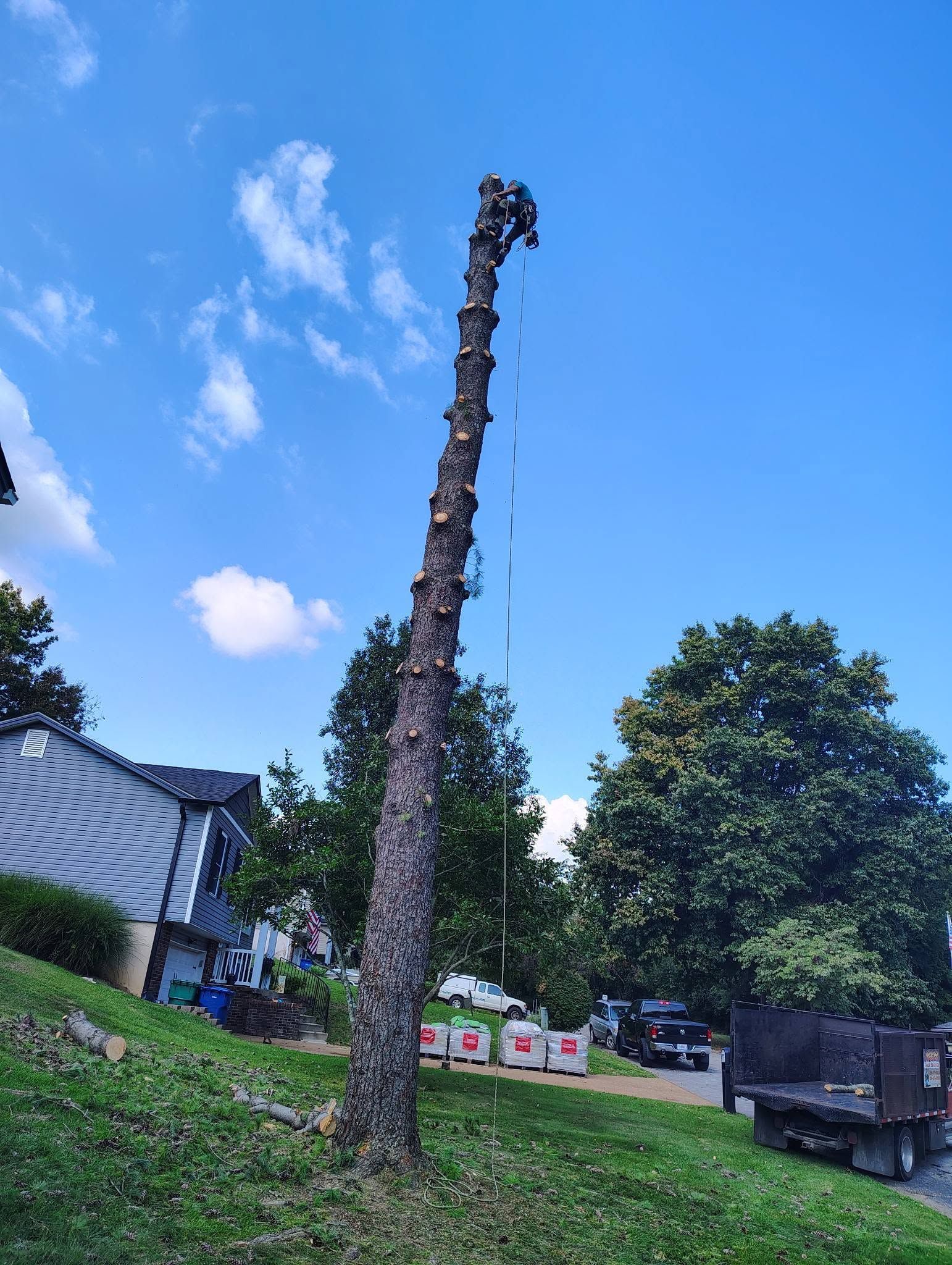 Tall, bare tree trunk in a grassy yard under a blue sky, with a truck and buildings nearby