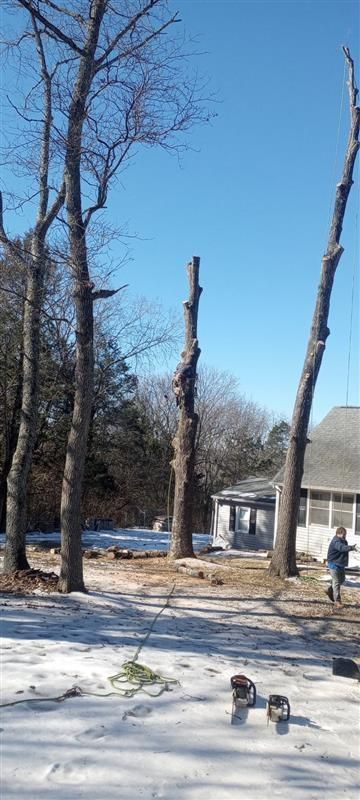 Snowy yard with tall leafless trees, a house on the right, and two small dogs in the foreground