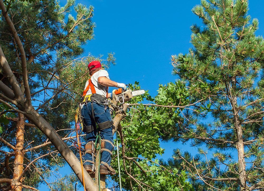 Worker in safety harness trimming tree branches against a bright blue sky