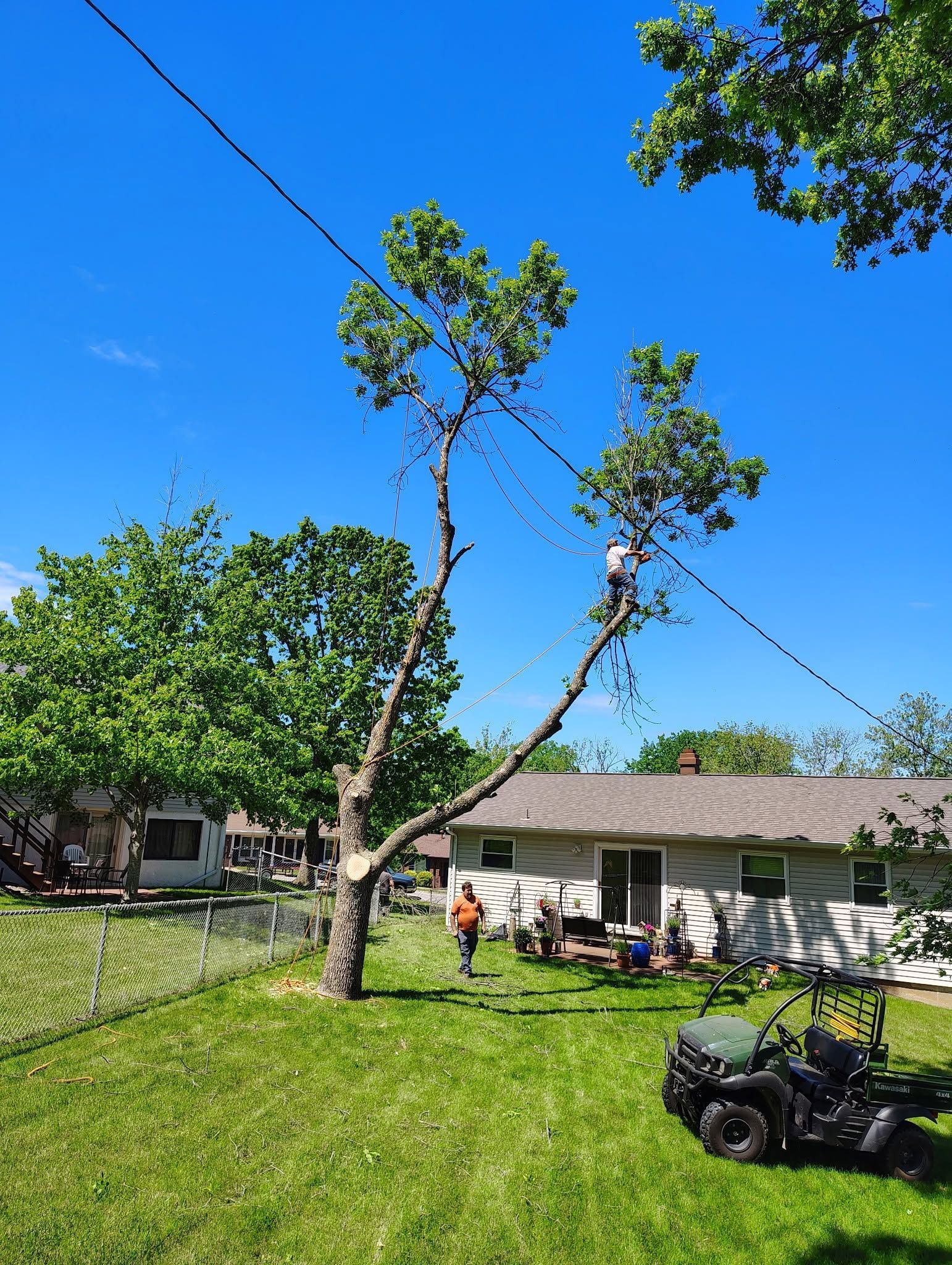 Sunny backyard with a tall tree, green lawn, white house, and a lawn mower in the foreground