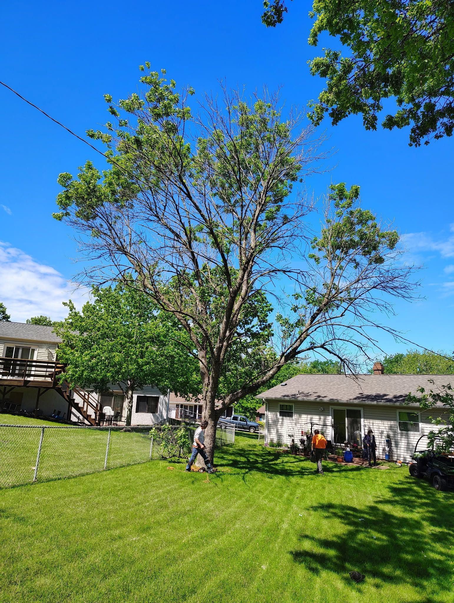 Large tree in a sunny grassy yard beside white houses under a bright blue sky.