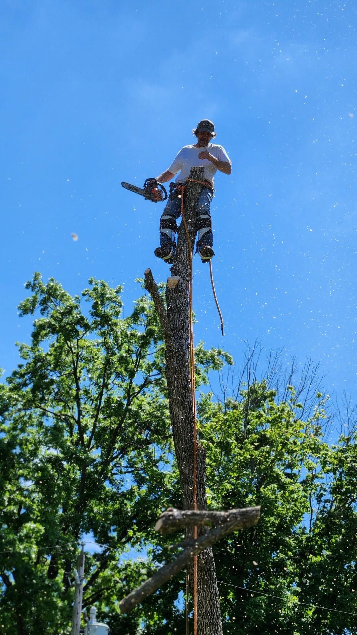 Person trimming a tall tree against a bright blue sky, surrounded by green foliage.