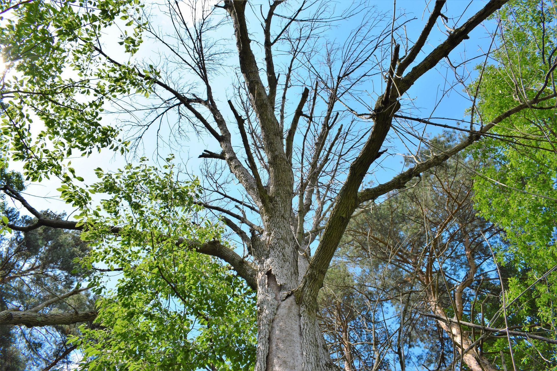 Tall tree canopy with bare branches against a blue sky, surrounded by green leaves