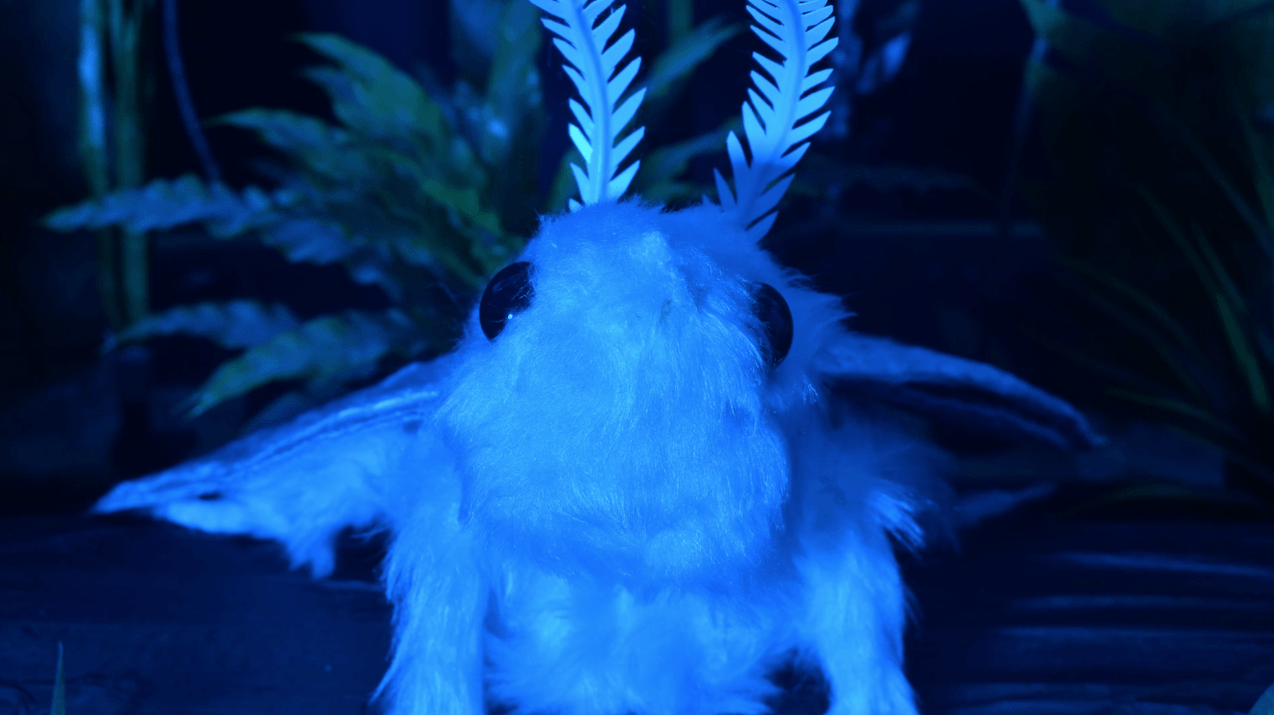 A close up of cute moth stop motion puppet looking up into the sky. 