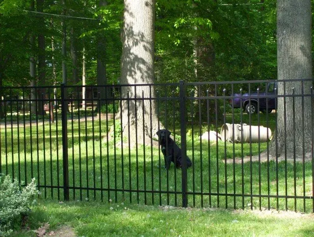 Black Dog Inside The Fence — Blue Anchor, NJ — Reyes Fence