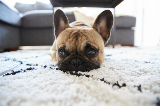 French bulldog resting on a white rug, peeking over the edge with its chin down.