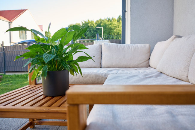 Potted green plant on a wooden table beside a beige patio sofa in a sunny outdoor seating area