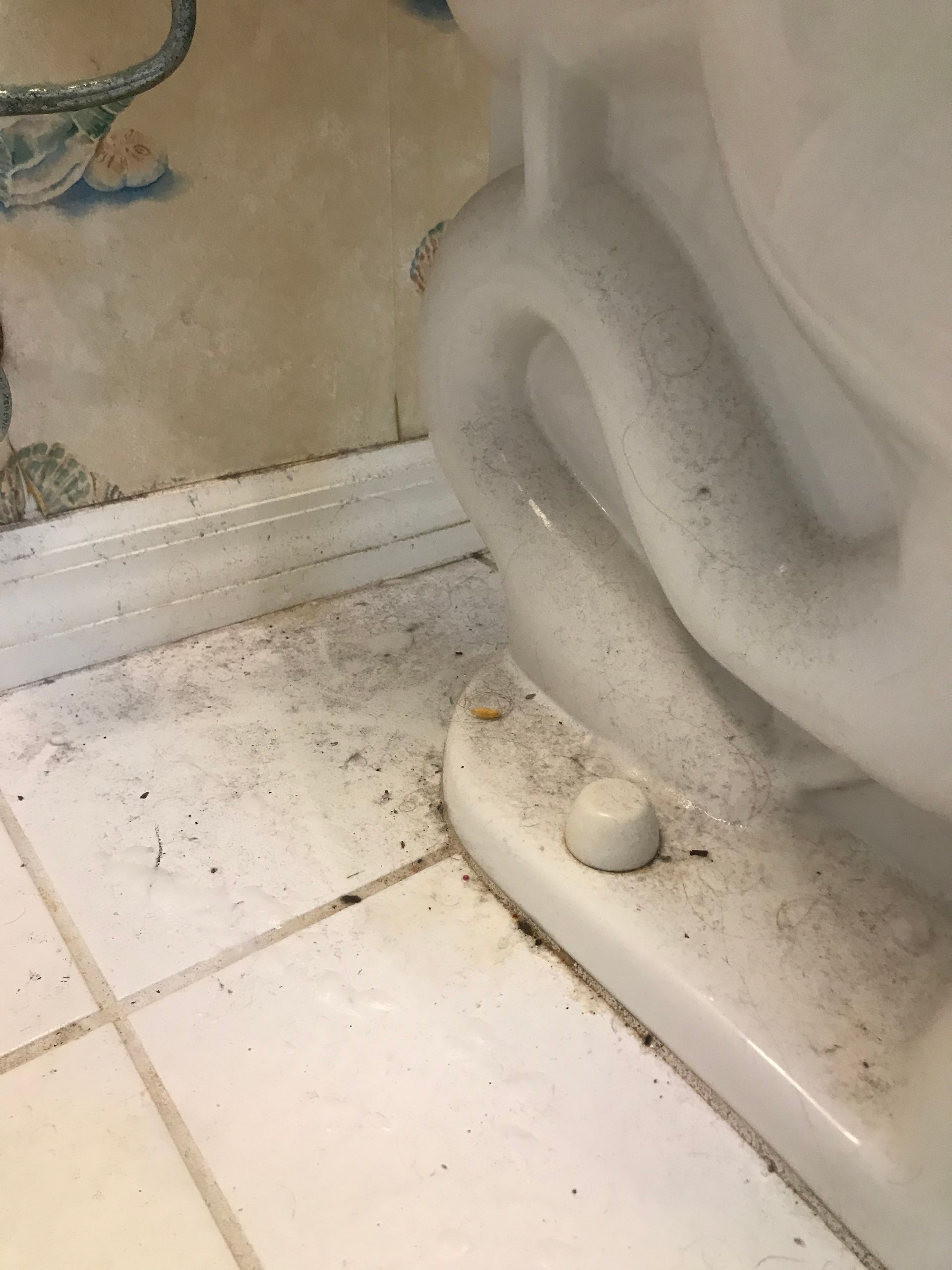 Dirty toilet | Lutz, FL | Our Clean Home