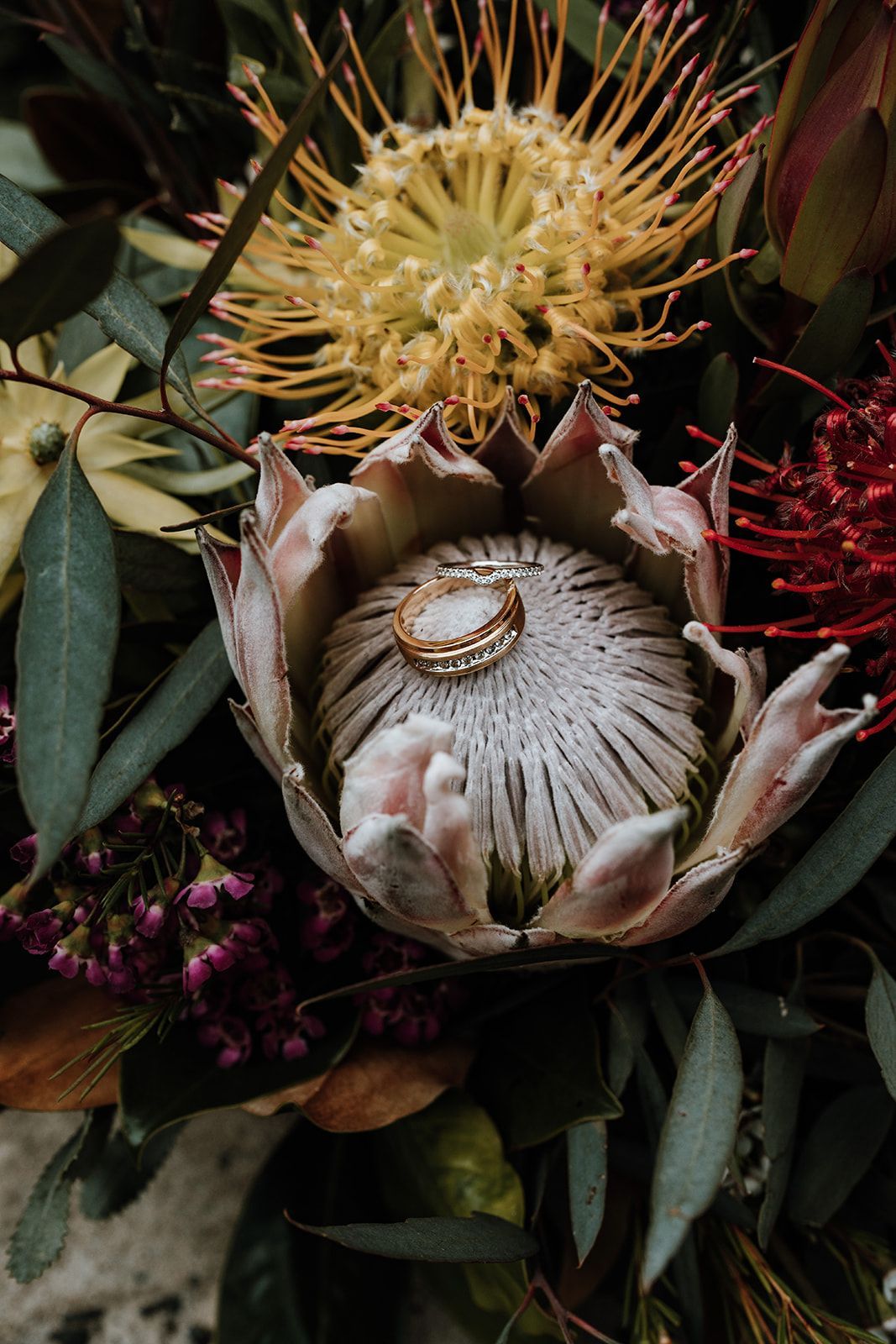 Close-up of a white protea flower with yellow and red blooms and dark green leaves