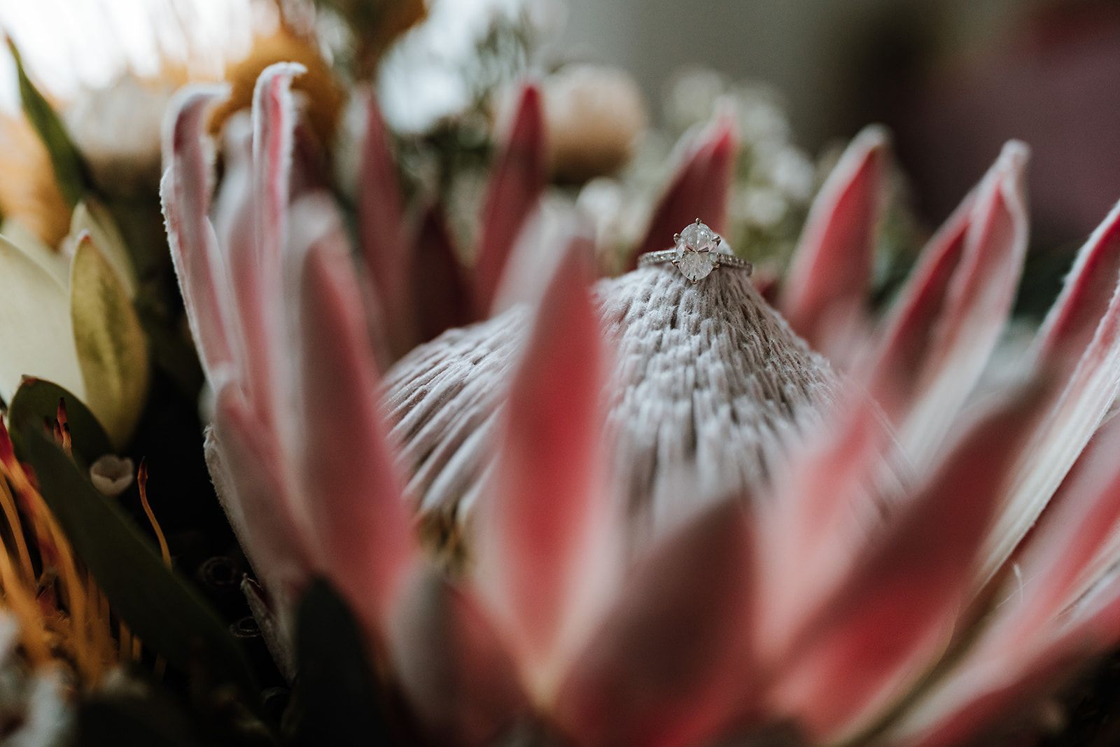 Close-up of a white flower with red-tipped petals in soft focus