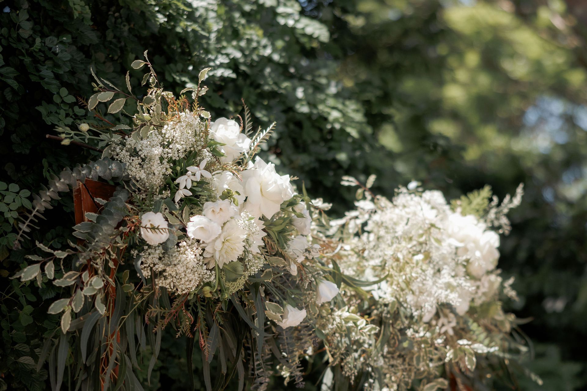 White flowers blooming on a leafy branch in soft sunlight