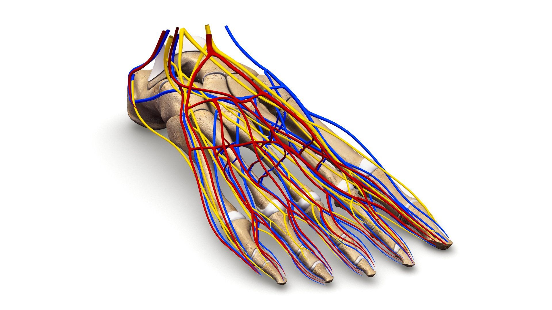 Image Of Talus With Neuroma Pain — Brockton, MA — JW Podiatry