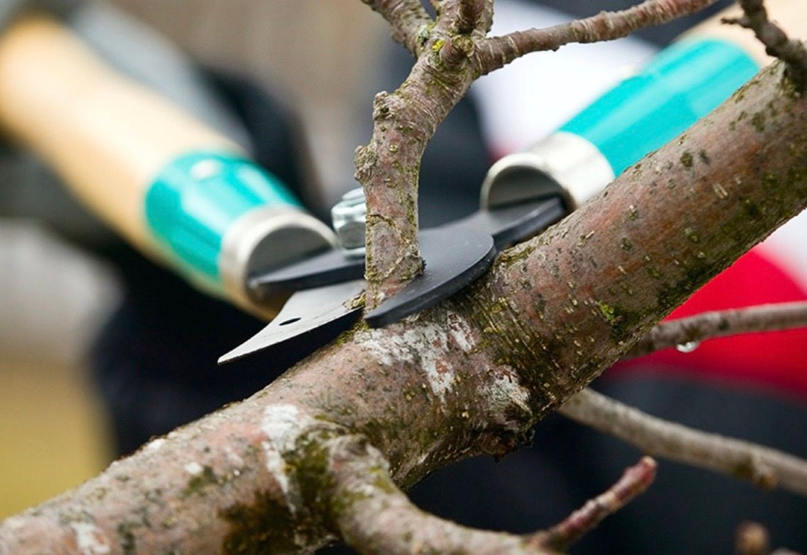 tree removal waterford mi Pruning shears cutting a tree branch. Turquoise handles, close up.