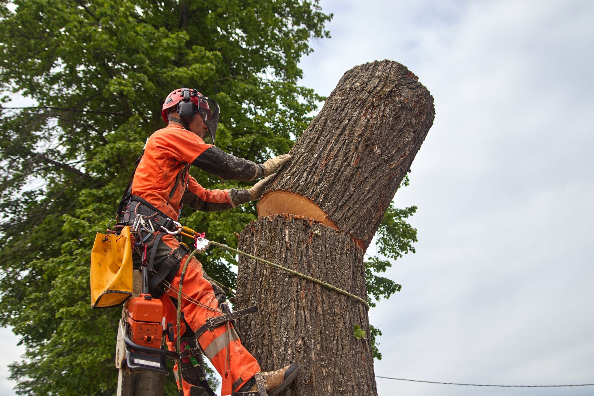 emergency tree service waterford mi emergency tree service waterford mi