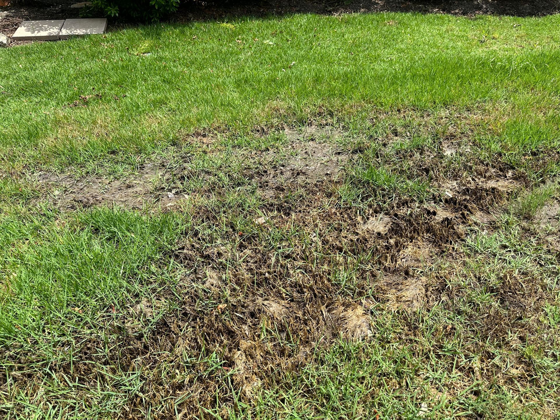 A lawn with a lot of brown spots on it.