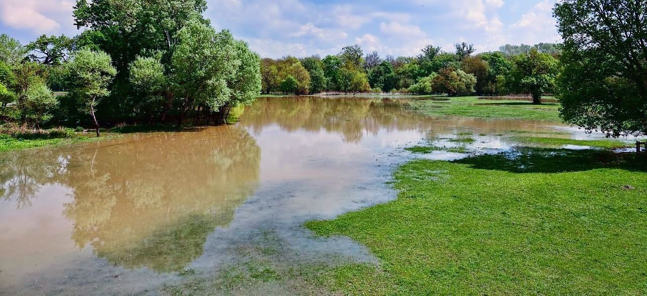 A large body of water surrounded by trees and grass.