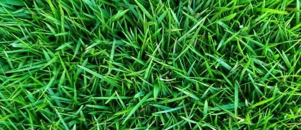 A close up of a lush green field of grass.