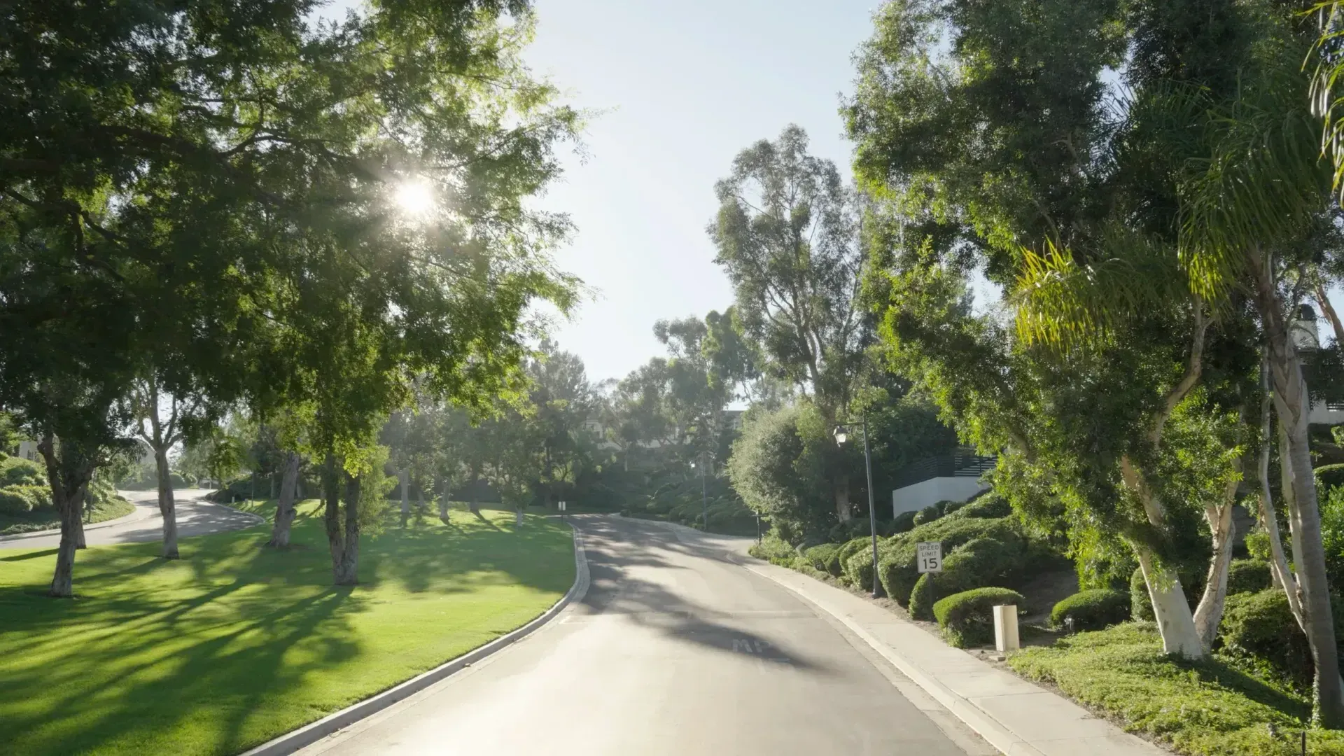 Sunlit winding road through a green park with trees and manicured grass