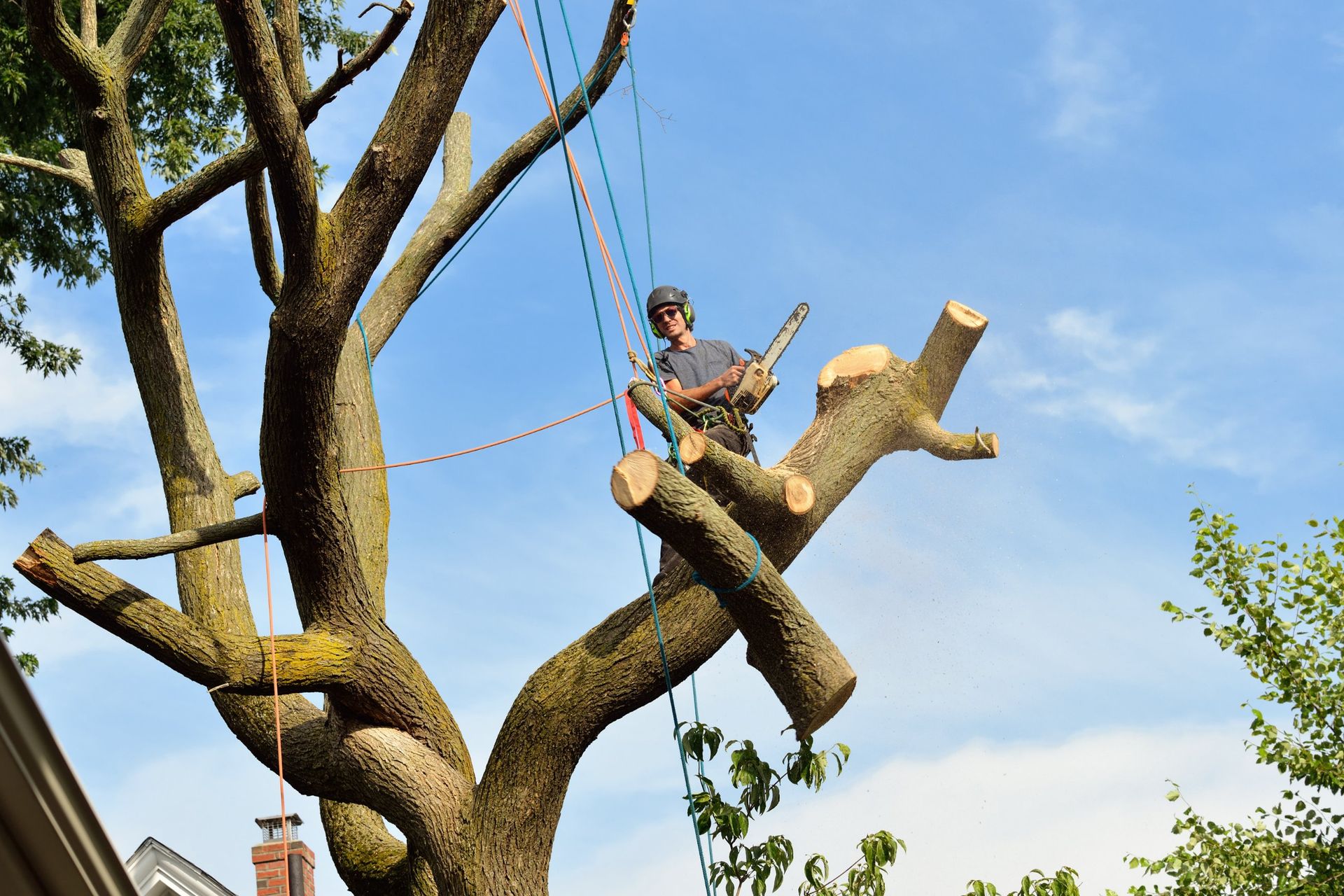 Arborist in a tree, cutting branches with a chainsaw, secured by ropes. Blue sky background.
