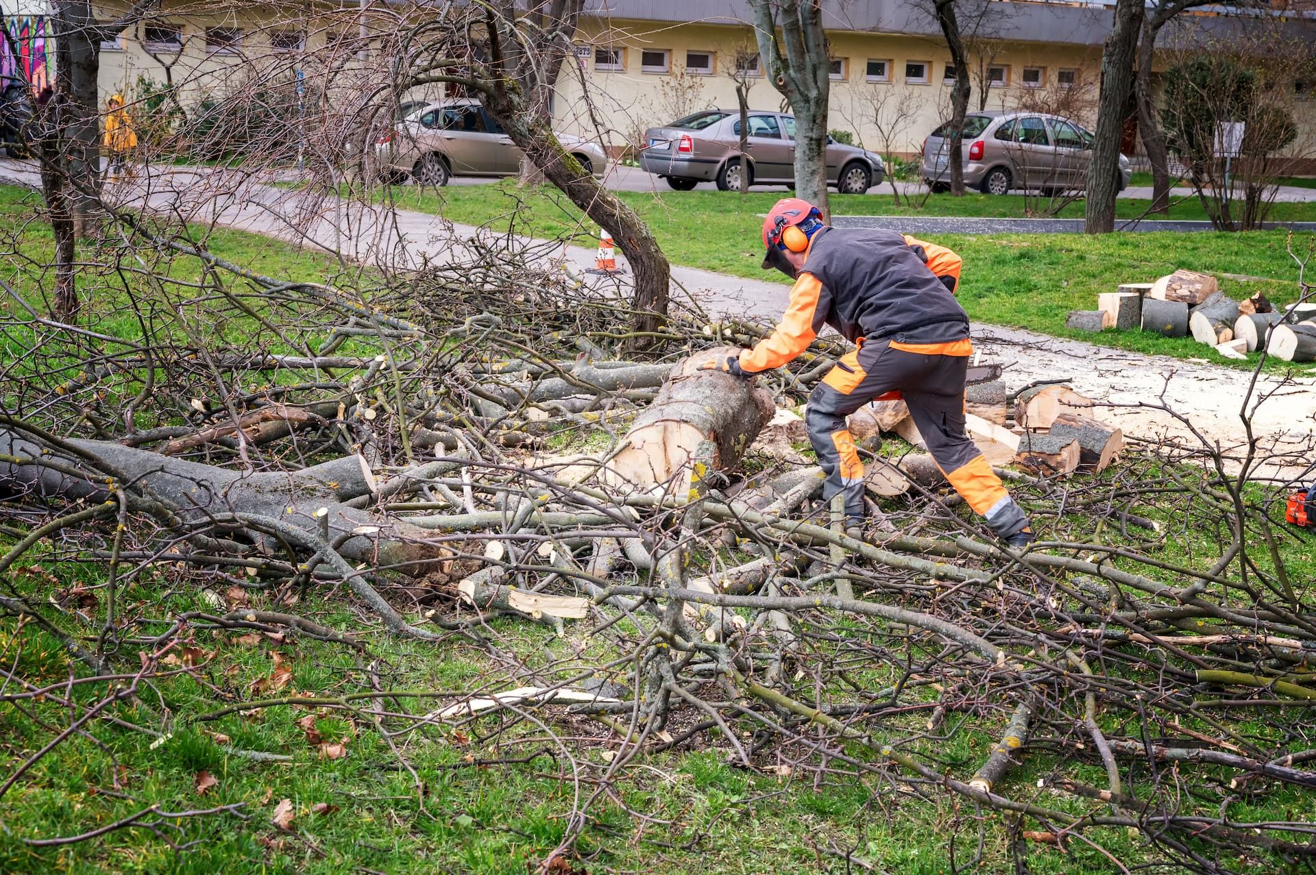 Arborist in safety gear cutting branches on grass; tree debris; cars in background.