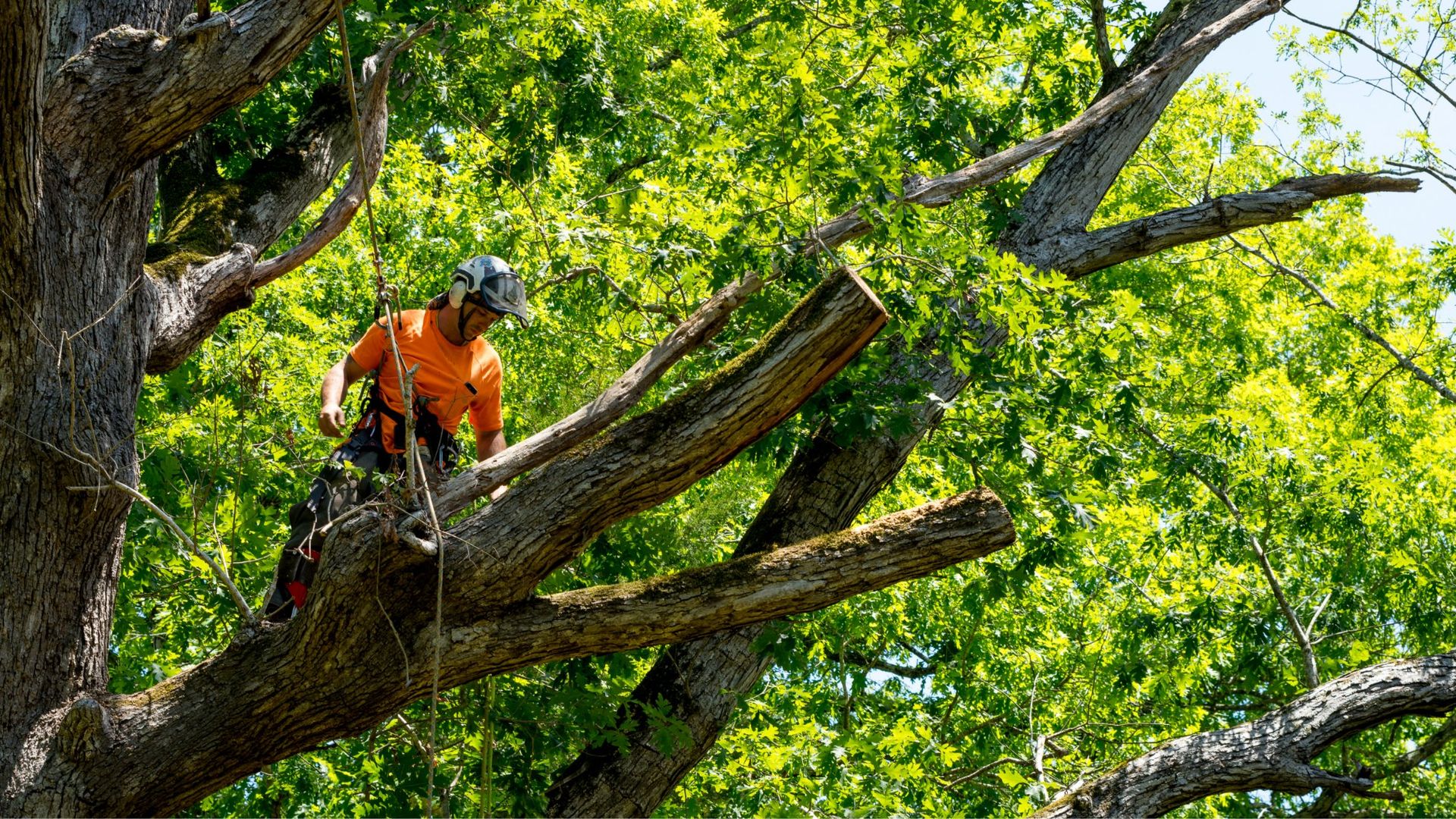 Arborist in orange shirt and helmet trims branches in a tree, sunny day.