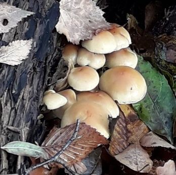 Herfst+Open+Dag+op+zondag+12+oktober+2025