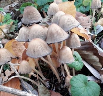 Herfst+Open+Dag+op+zondag+12+oktober+2025
