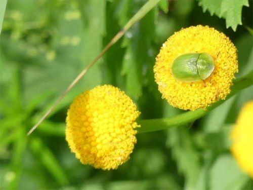 Natuurtuin-Rijswijk-Wilhelminapark-Groene-distelschildpadtor