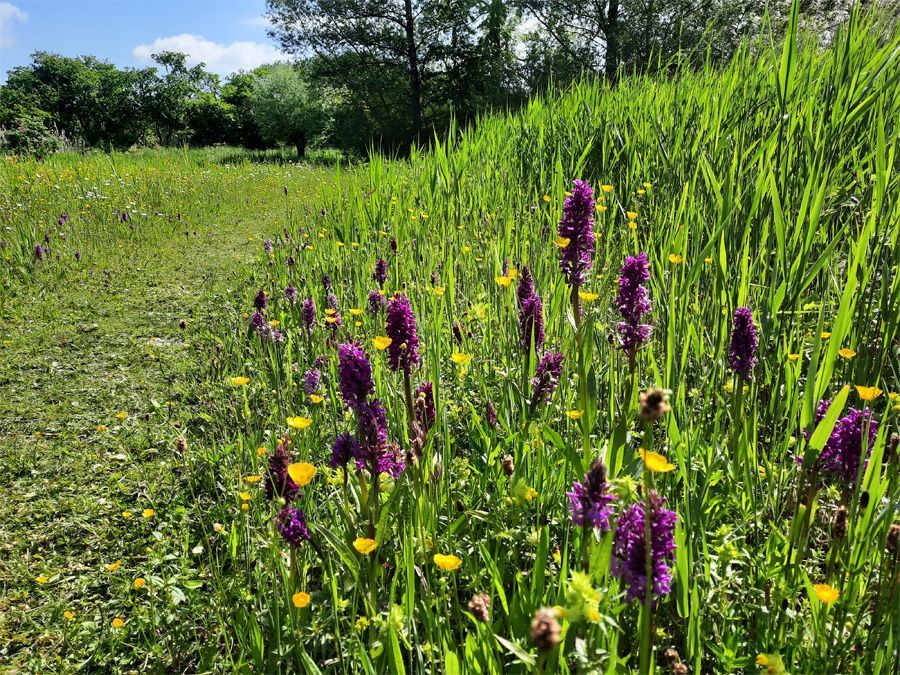 Natuurtuin-Rijswijk-Wilhelminapark