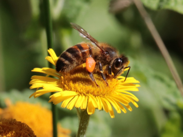 Open-dag-Natuurtuin-Rijswijk-12-juli