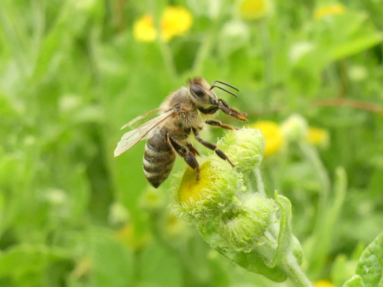 Open-dag-Natuurtuin-Rijswijk-12-juli