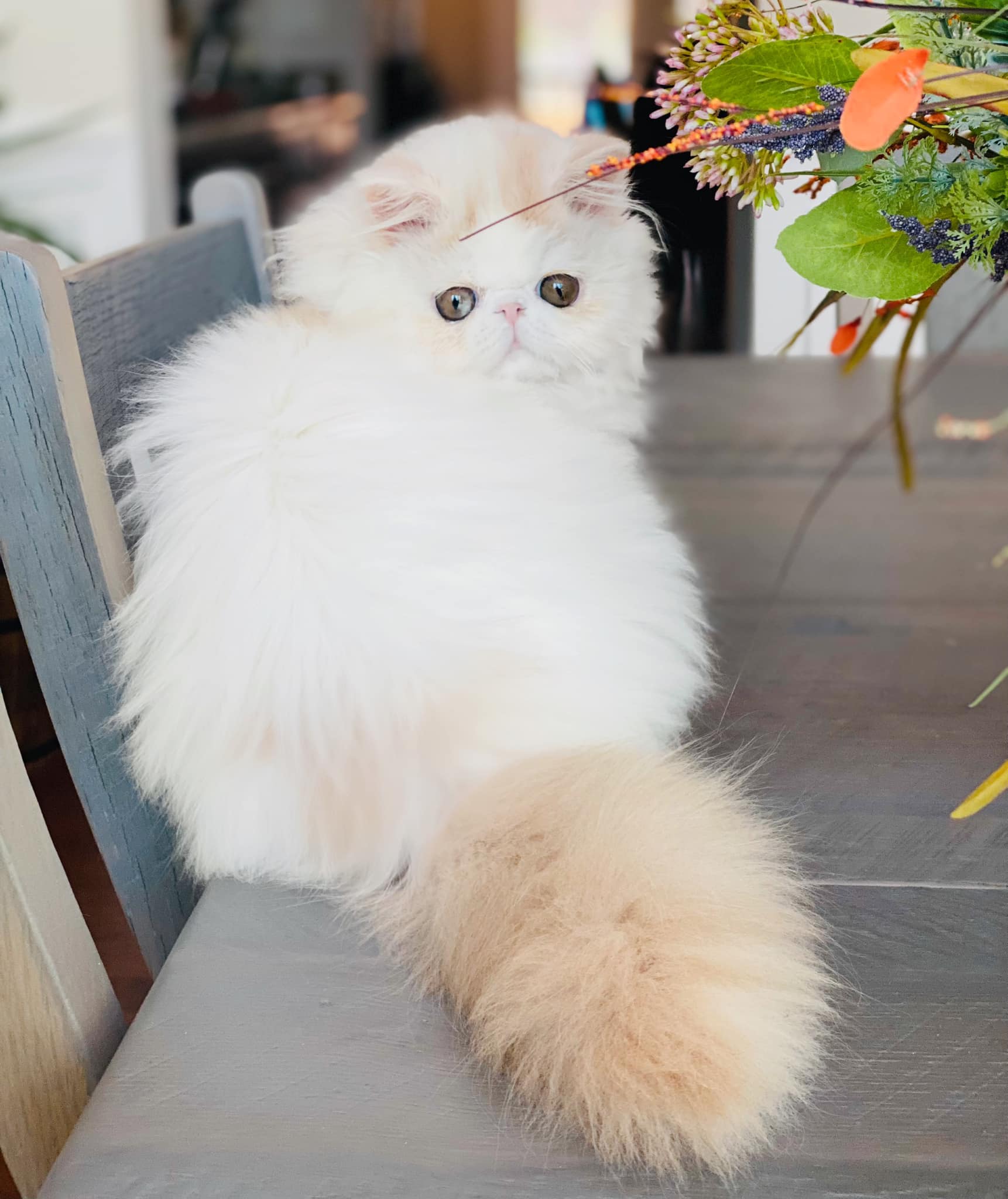 exotic shorthair