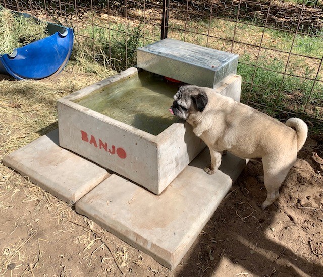 Dog water trough
