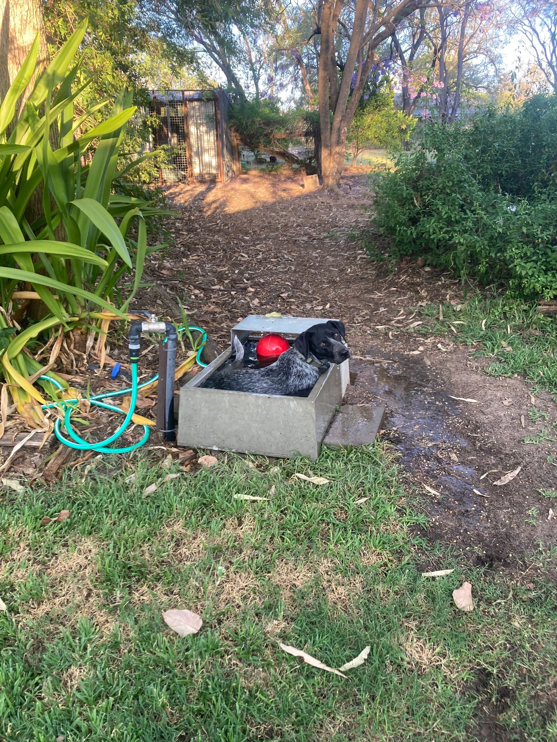 Dog water trough