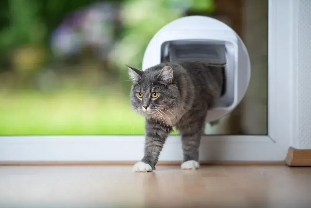 Gray cat stepping through a white pet door into a home