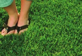 Feet in black sandals standing in lush green grass.