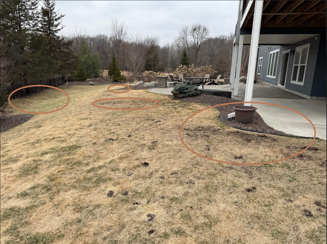 A backyard lawn with dormant, brown grass and several orange circles drawn over specific areas of the soil and patio edge.