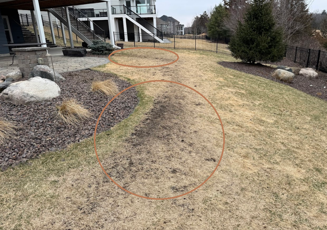 A backyard lawn with two circles marked in orange, highlighting thin or bare patches of grass near a house and garden bed.