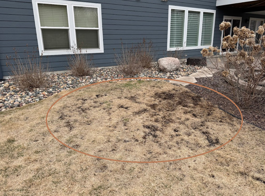 A patch of dirt and dead grass in a front yard, circled in red, set against a dark gray house with white windows.