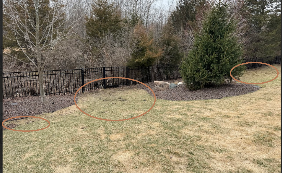 A backyard lawn with a black metal fence, trees, and mulch beds, marked by three faint orange circles for visual emphasis.