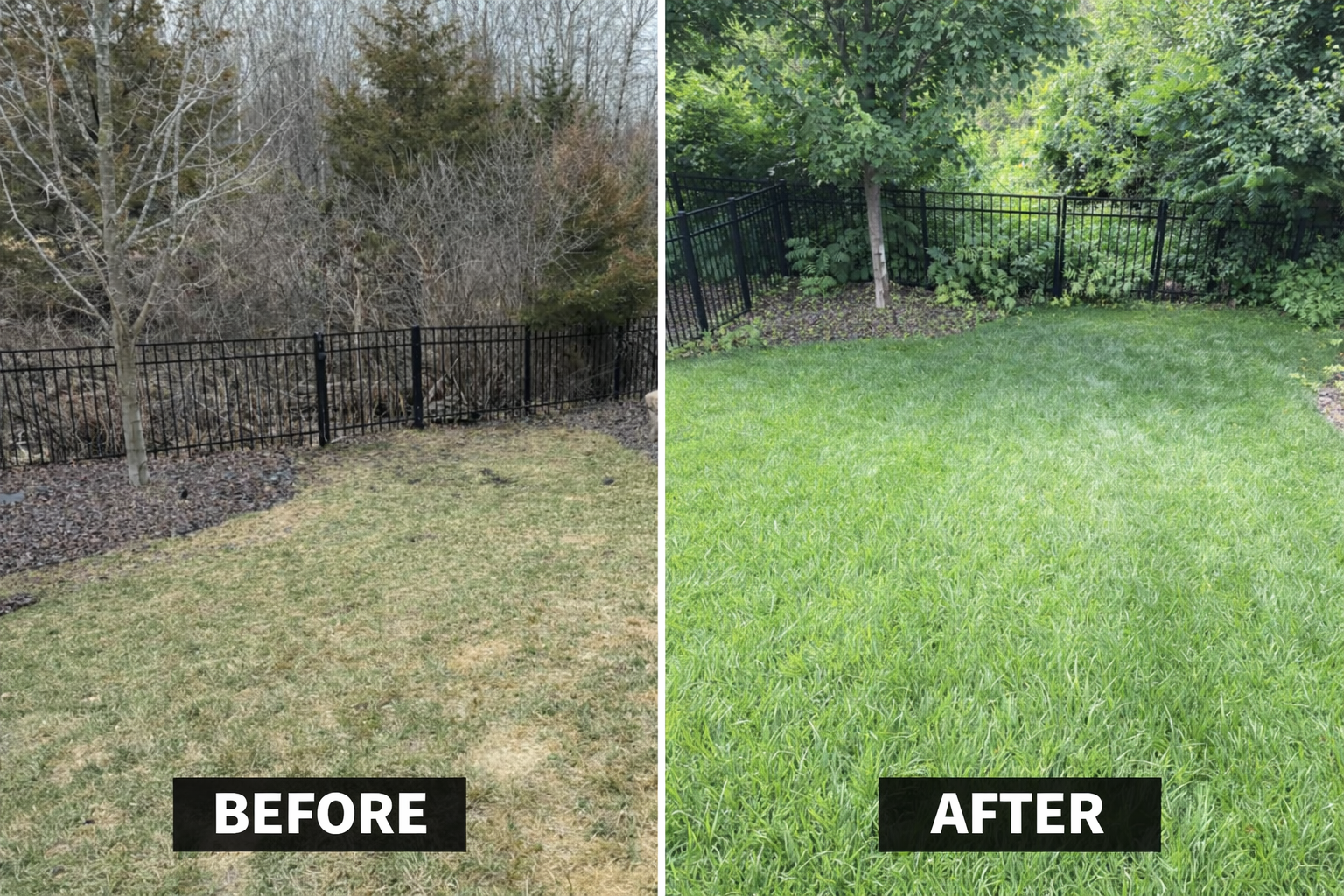 A before-and-after comparison showing a dormant, brown lawn transformed into a lush, vibrant green yard.
