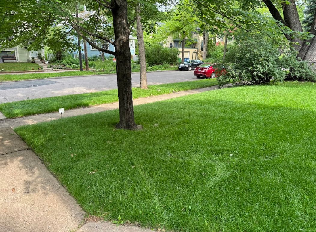 A grassy front lawn with a central tree, a sidewalk, and a street with parked cars in a residential neighborhood.
