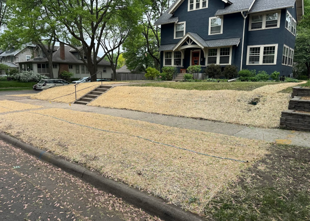 A dark blue house stands behind a terraced front lawn covered in straw mulch, with concrete steps leading to the entrance.