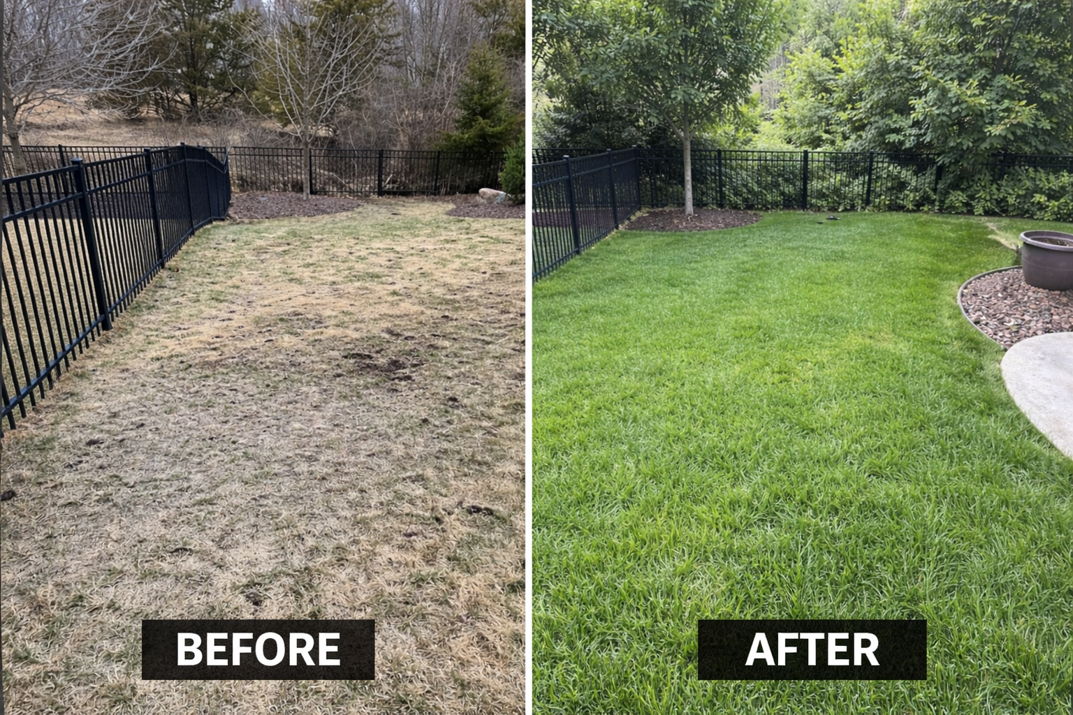 A side-by-side comparison of a brown, dormant lawn and a lush, green lawn in a fenced backyard.