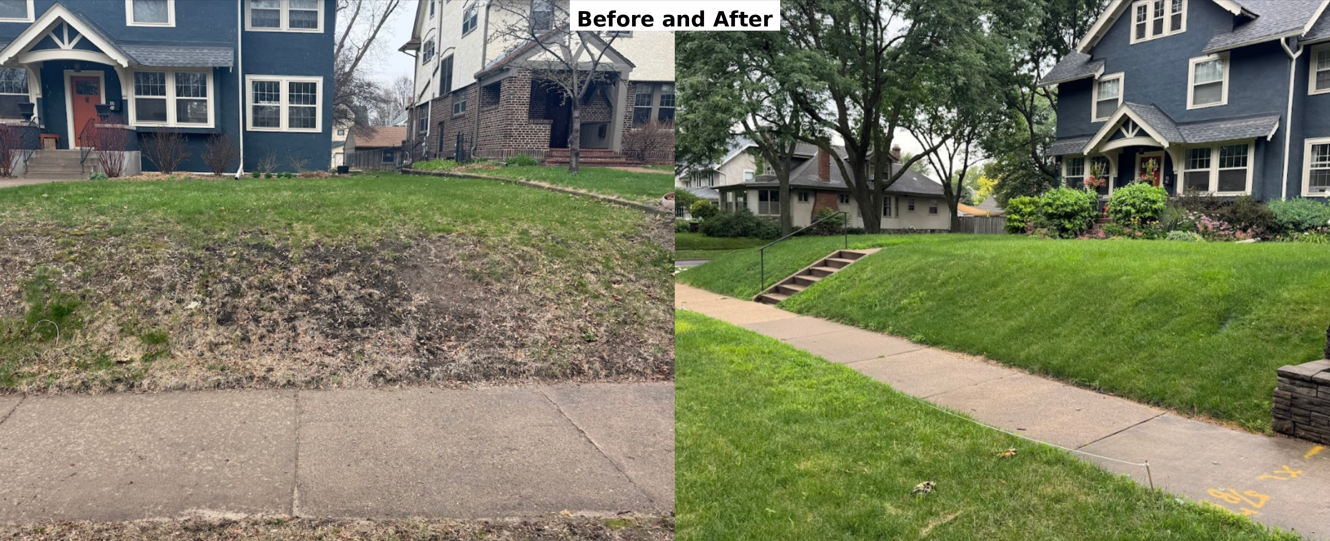 A split-screen comparison showing a residential lawn's transformation from patchy dirt to a lush, healthy green yard.