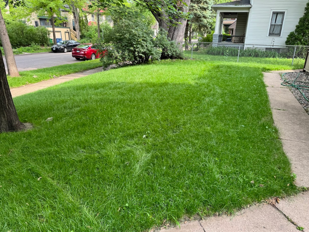 A grassy lawn in front of a house, with a sidewalk and street visible in the background.