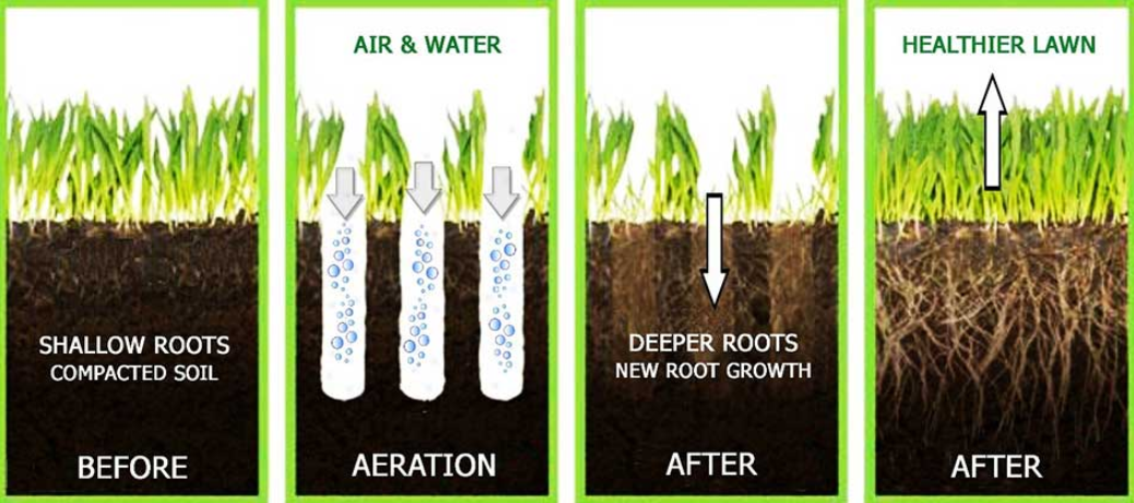Diagram shows lawn aeration: shallow roots before, aeration process, deeper roots after, and healthier lawn.
